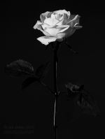 Black And White Rose